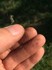 Chalcolestes viridis