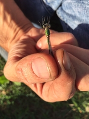 Chalcolestes viridis