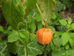 Alkekengi officinarum