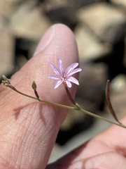 Epilobium brachycarpum