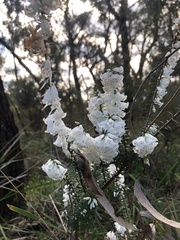 Epacris