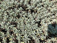 Crossostephium chinense