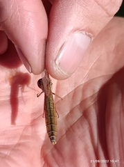 Chalcolestes viridis