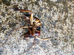 Hemideina crassidens