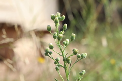 Erigeron bonariensis