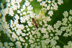 Alosterna tabacicolor