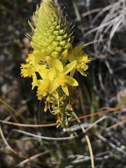 Bulbine lagopus