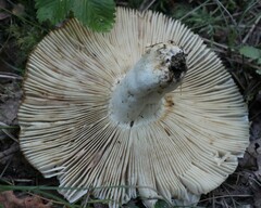 Russula foetens