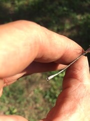 Chalcolestes viridis