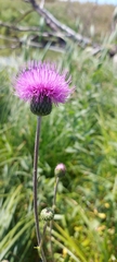 Cirsium canum