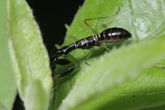 Odontomantis