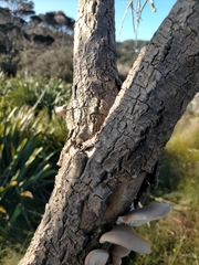 Pleurotus australis
