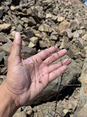 Epilobium brachycarpum