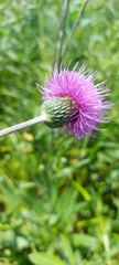 Cirsium canum