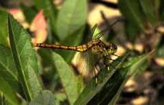 Sympetrum costiferum