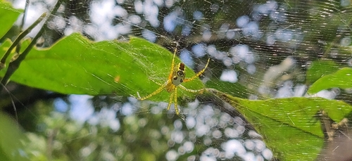 Cyrtophora bidenta