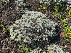 Crossostephium chinense