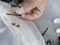 Sympetrum pedemontanum