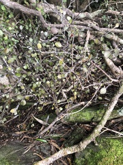Corokia cotoneaster