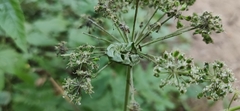 Melanchra persicariae