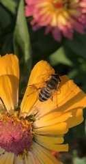 Eristalis pertinax