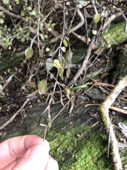 Corokia cotoneaster