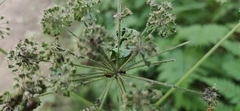 Melanchra persicariae