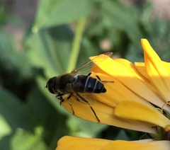 Eristalis pertinax