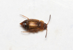Anthobium unicolor