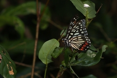 Hestina assimilis