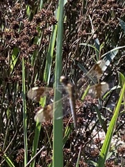 Sympetrum pedemontanum