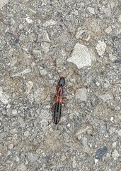 Xantholinus elegans