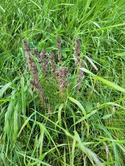 Pedicularis dasystachys