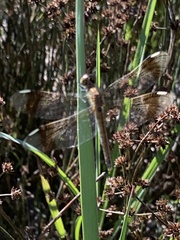 Sympetrum pedemontanum