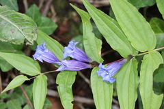 Gentiana asclepiadea