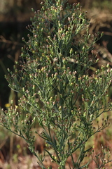 Erigeron bonariensis