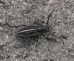 Dorcadion holosericeum