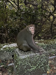 Macaca cyclopis