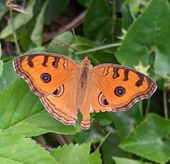 Junonia almana