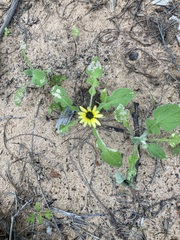 Arctotheca calendula