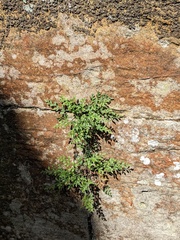 Asplenium ruta-muraria