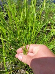 Juncus articulatus
