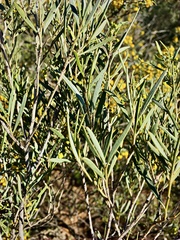 Senna artemisioides