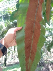 Asplenium cymbifolium