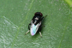Diptera