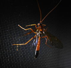 Opheltes glaucopterus barberi