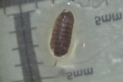 Trichoniscus pusillus