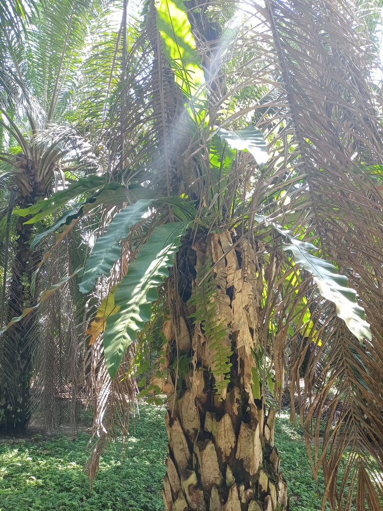 Asplenium cymbifolium