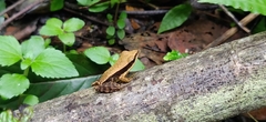 Indosylvirana
