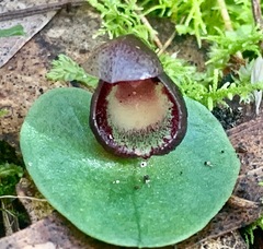 Corybas incurvus